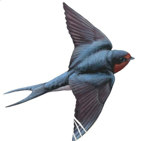 Barn Swallow Brewing Brewery in