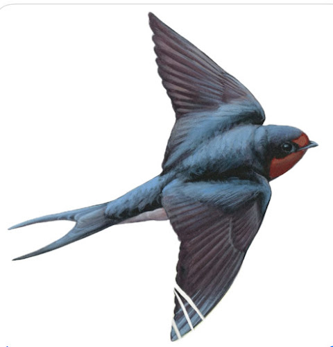 Barn Swallow Brewing Brewery in