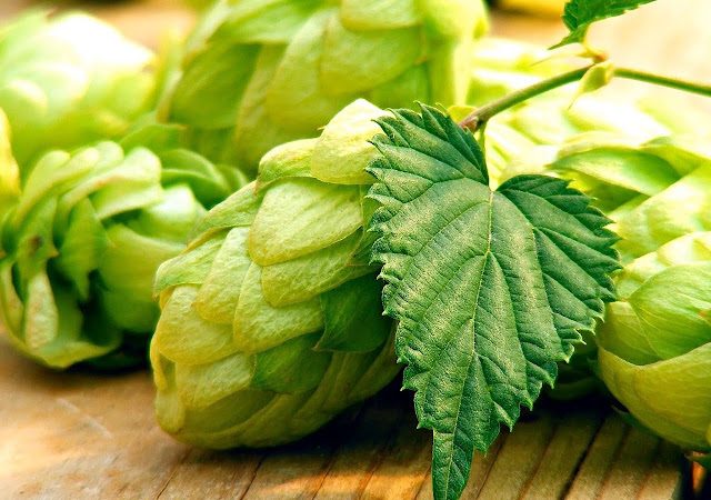 Lineout Brewing Brewery in