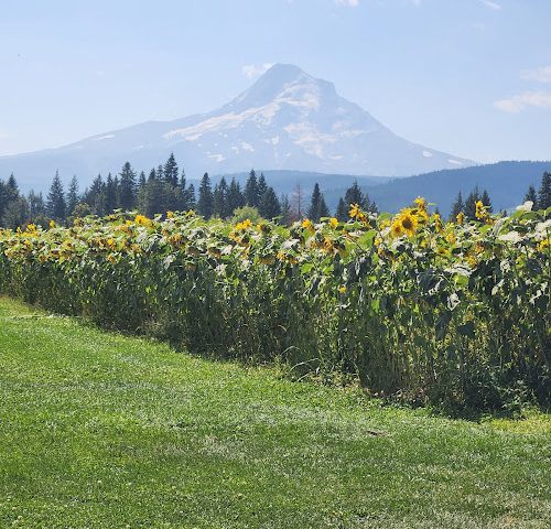 Mountain View Brewing Brewery in Mt Hood Oregon