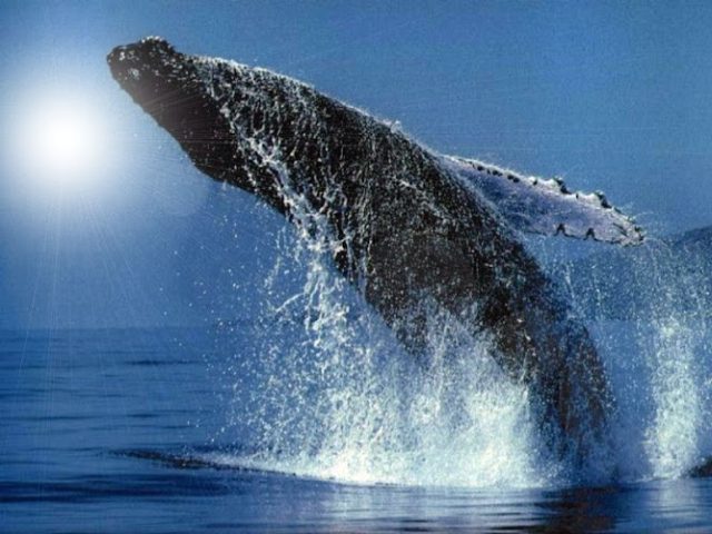 Poggi-Fagliano Families Brewing Co. Brewery in