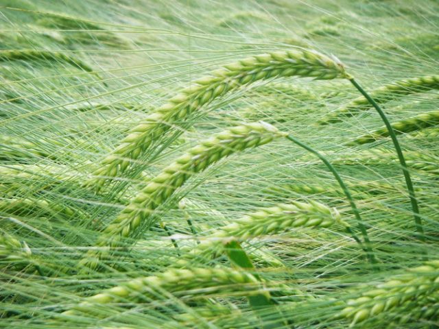 Tipple's Brewery Ltd Brewery in Norwich