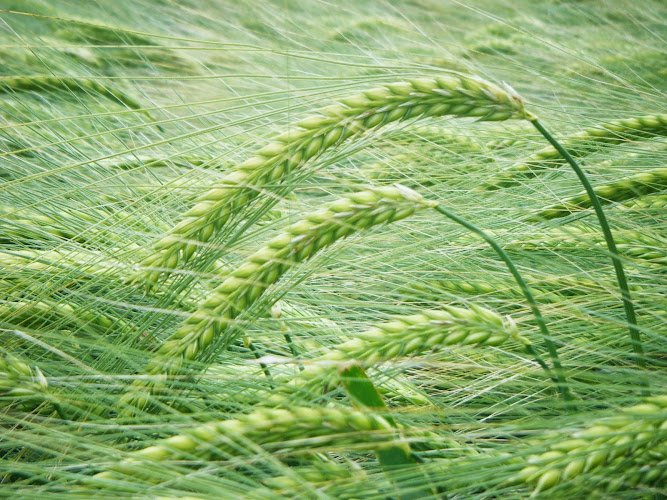 Tipple's Brewery Ltd Brewery in Norwich